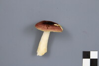 Russula puellaris image